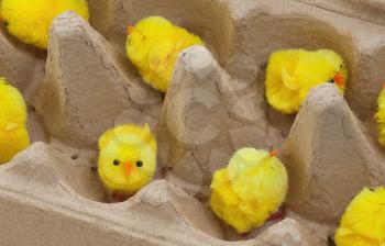 Easter chicks in an eggbox, selective focus