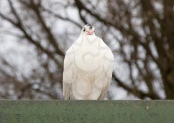 White release dove perched on a roof