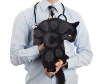 Veterinarian holds a black cat for examination, isolated on white