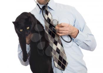 Veterinarian holds a black cat for examination, isolated on white