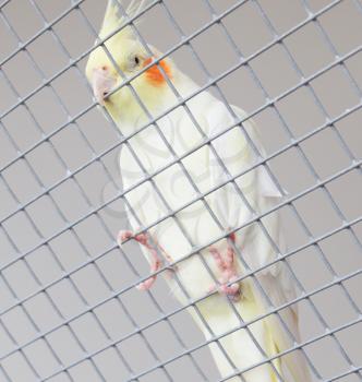 White bird in a cage, hanging in the fence