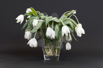 Vase full of droopy and dead flowers, white tulips