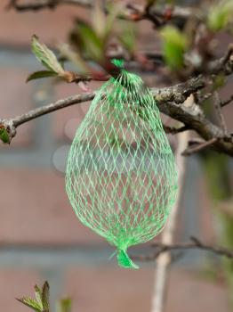 Tallow bird food (empty net) hanging in a garden, selective focus