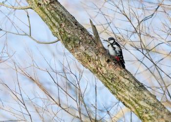 Woodpecker on a tree, searching the right spot