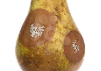 Close up of a pear with white area of fungus growing on it, isolated on white