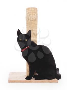 Black cat with a scratching post isolated on white