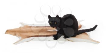 Black Cat sitting on springbok animal fur, isolated on white