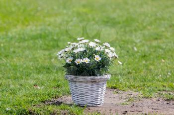Bouquet of daisy flowers in a basket on a field of grass