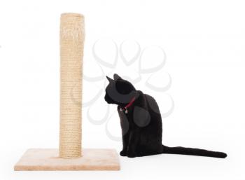 Black cat with a scratching post isolated on white