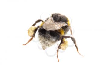 Small bee, isolated on a white background