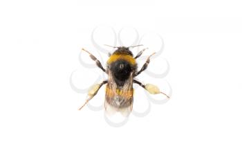 Small bee, isolated on a white background