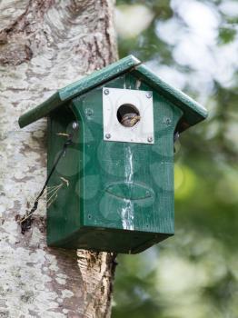 Young sparrow sitting in a green birdhouse