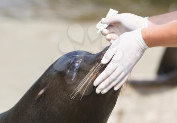 Adult sealion being treated (eye) by a veterinarian