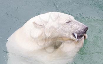 Close-up of a polarbear (icebear) in captivity eating a fish