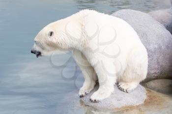 Close-up of a polarbear (icebear) in captivity