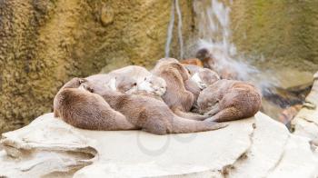 Lazy group of Asian small-clawed otter on top of a rock