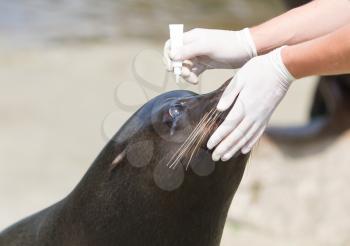 Adult sealion being treated (eye) by a veterinarian