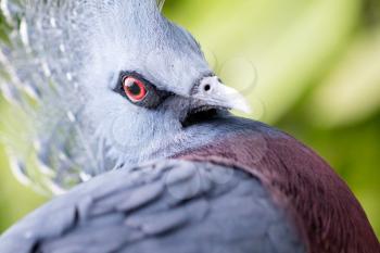 Victoria Crowned bird (Goura victoria), head profile