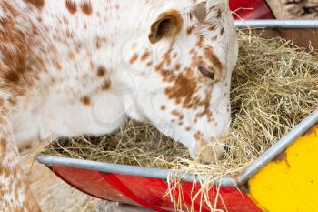Close up of brown and white cow eating hay