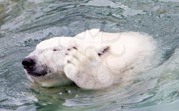 Funny close-up of a polarbear (icebear) in captivity