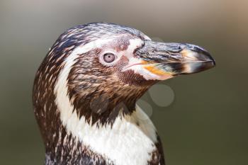 Close-up of a humboldt penguin, blurred background