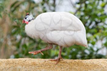 White guinea fowl standing on a wall