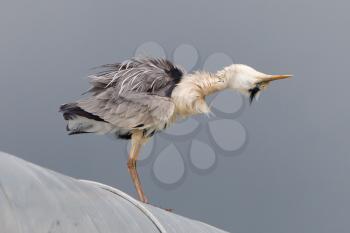 Great blue heron on a roof, stormy clouds in the background