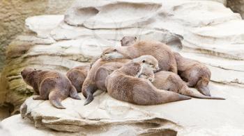 Lazy group of Asian small-clawed otter on top of a rock