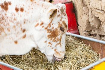 Close up of brown and white cow eating hay
