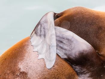 Close-up of a seal, flippers resting on body