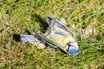 Close-up of a deceased blue tit in the grass