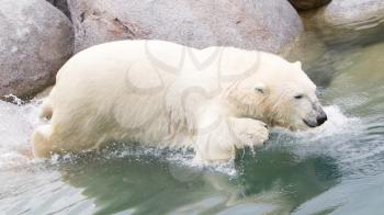 Close-up of a polarbear (icebear) in captivity jumping in the water