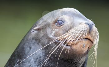 Close-up of a California sea lion (male)