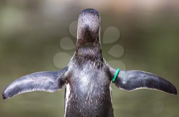 Humboldt Penguin, Spheniscus humboldti, pretending to fly, selective focus