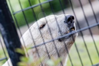 Close-up of a polar bear behind a black fence