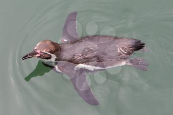 Humboldt penguin swimming in the cold water
