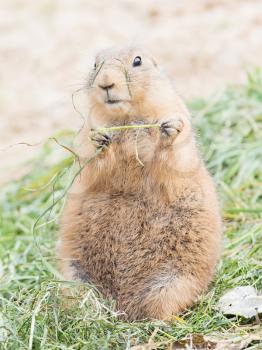 Black-Tailed prairie dog in it's natural habitat, eating grass