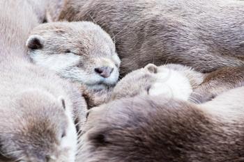 Lazy group of Asian small-clawed otter, close-up