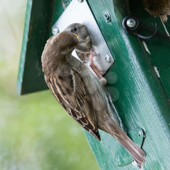 Adult sparrow feeding a young sparrow in a birdhouse