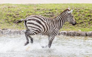 Adult zebra (Equus quagga) running through water