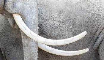 Asian elephant (Elephas maximus) tusks close-up, adult