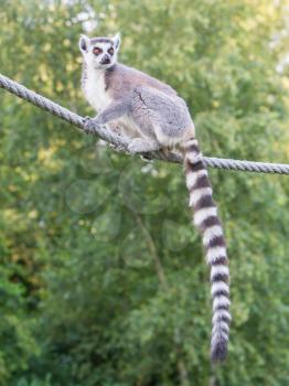Ring-tailed lemur (Lemur catta) sitting on a rope