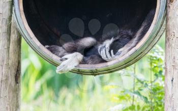 Adult white handed gibbon sleeping in a barrel