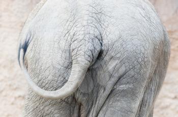 Textured skin and tail of African elephant