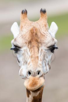 Adult giraffe (Giraffa camelopardalis) close up, selective focus
