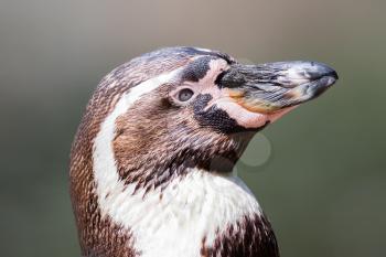 Close-up of a humboldt penguin, blurred background