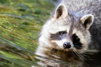 Adult racoon washing at the waterfront, selective focus