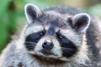 Eye to eye with raccoon, selective focus on the eye