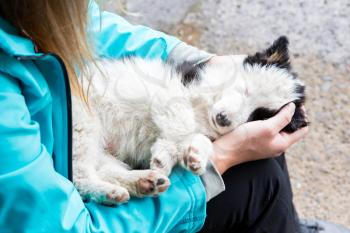 Small Border Collie puppy resting in the arms of a woman