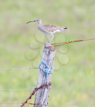 Whimbrel standing on a wooden pole - Summer in Iceland